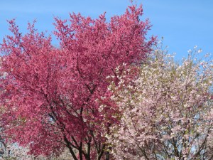 Branch Brook Park, 2013