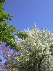 blue sky with branches