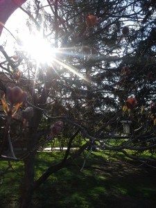 dogwood and fir and sun