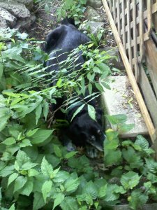 Pat in one of his favorite places.  On hot summer days, he loved to lie on the cool ground under some foliage.