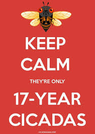keep calm theyre only 17 yr cicadas
